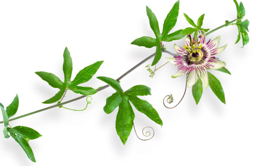 Passionflower, thanks to its anti-hyperexcitation alkaloids, has anxiolytic and sedative properties that soothe the mind and facilitate falling asleep with a dosage of 200 to 400mg before bedtime, while recommending medical advice for children under 12 years old.