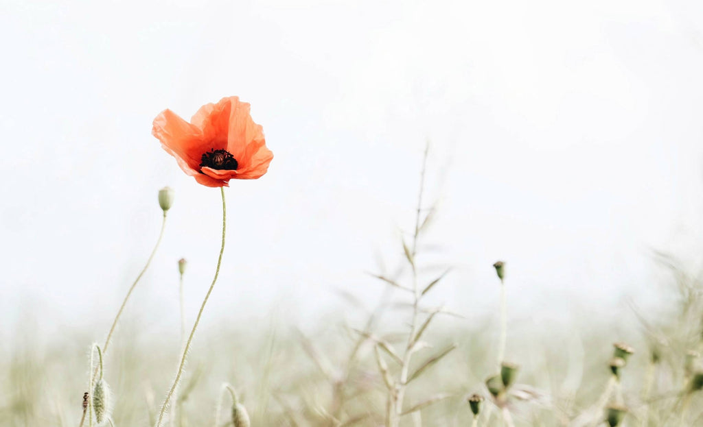 The poppy, an aid to falling asleep.