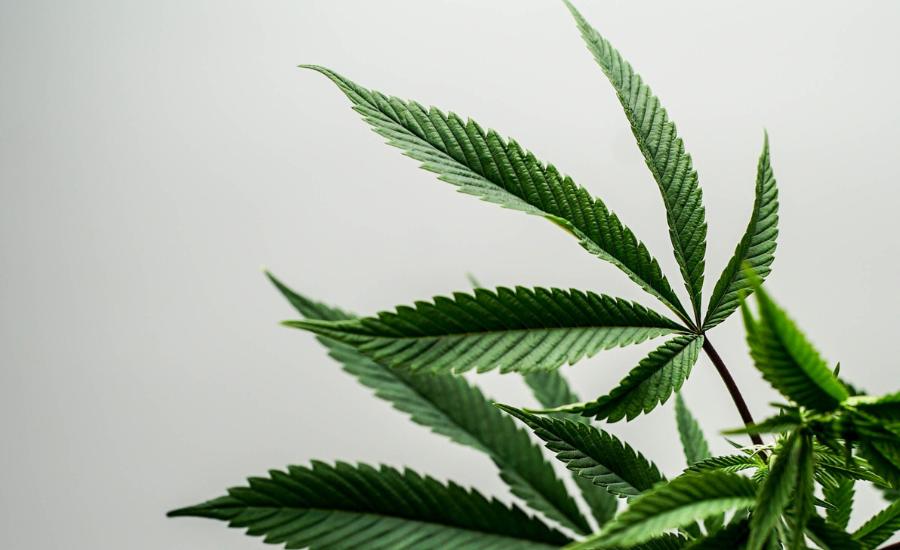 le cbd, une molécule naturelle idéale pour soulager le syndrome prémenstruel 