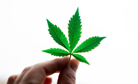 le cbd ou cannabidiol permet de lutter contre les douleurs liées à l'endométriose de manière naturelle, sans effet secondaire ni accoutumance.