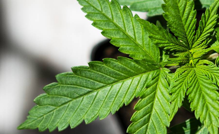 Comment choisir son dosage d'huile de CBD ? Il est important de bien doser le cbd issu du cannabis afin de tirer au maximum profit de ses bienfaits. Le CBD est un produit 100% naturel qui aura un impact direct et immédiat sur la gestion du stress et la diminution des douleurs