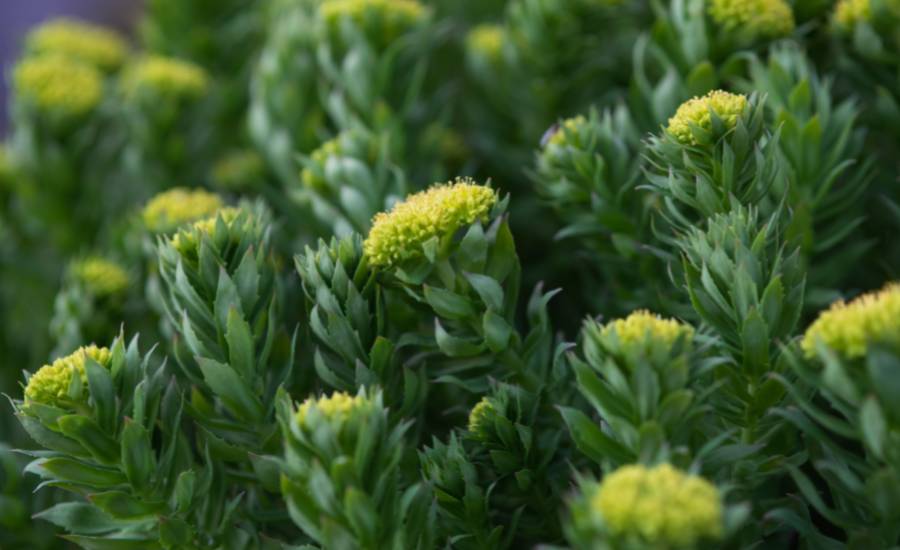 Rhodiola is a very effective anti-stress plant