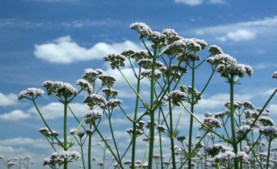 La valeriana, una pianta dagli effetti sedativi, aiuta a dormire meglio e più a lungo.