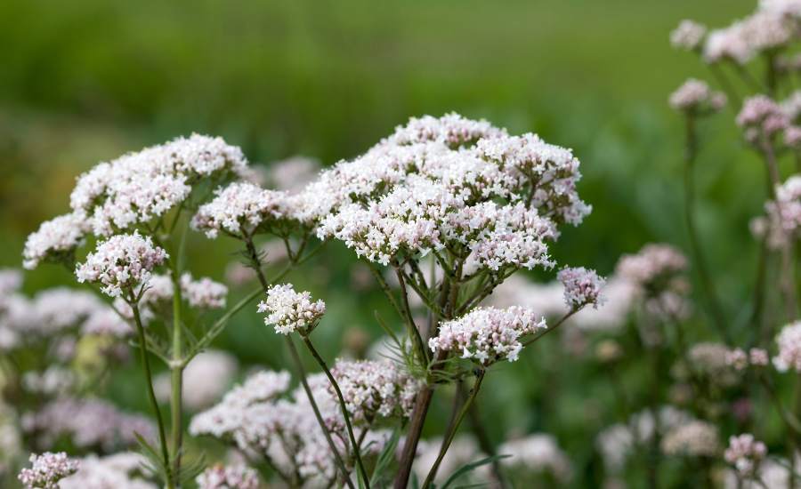 Valerian, known for its sedative properties by stimulating GABA, improves the quality of sleep by reducing the time it takes to fall asleep and nighttime awakenings with a dosage of 600 to 900 mg before bedtime, while being not recommended for pregnant or breastfeeding women and children under 15 years old.